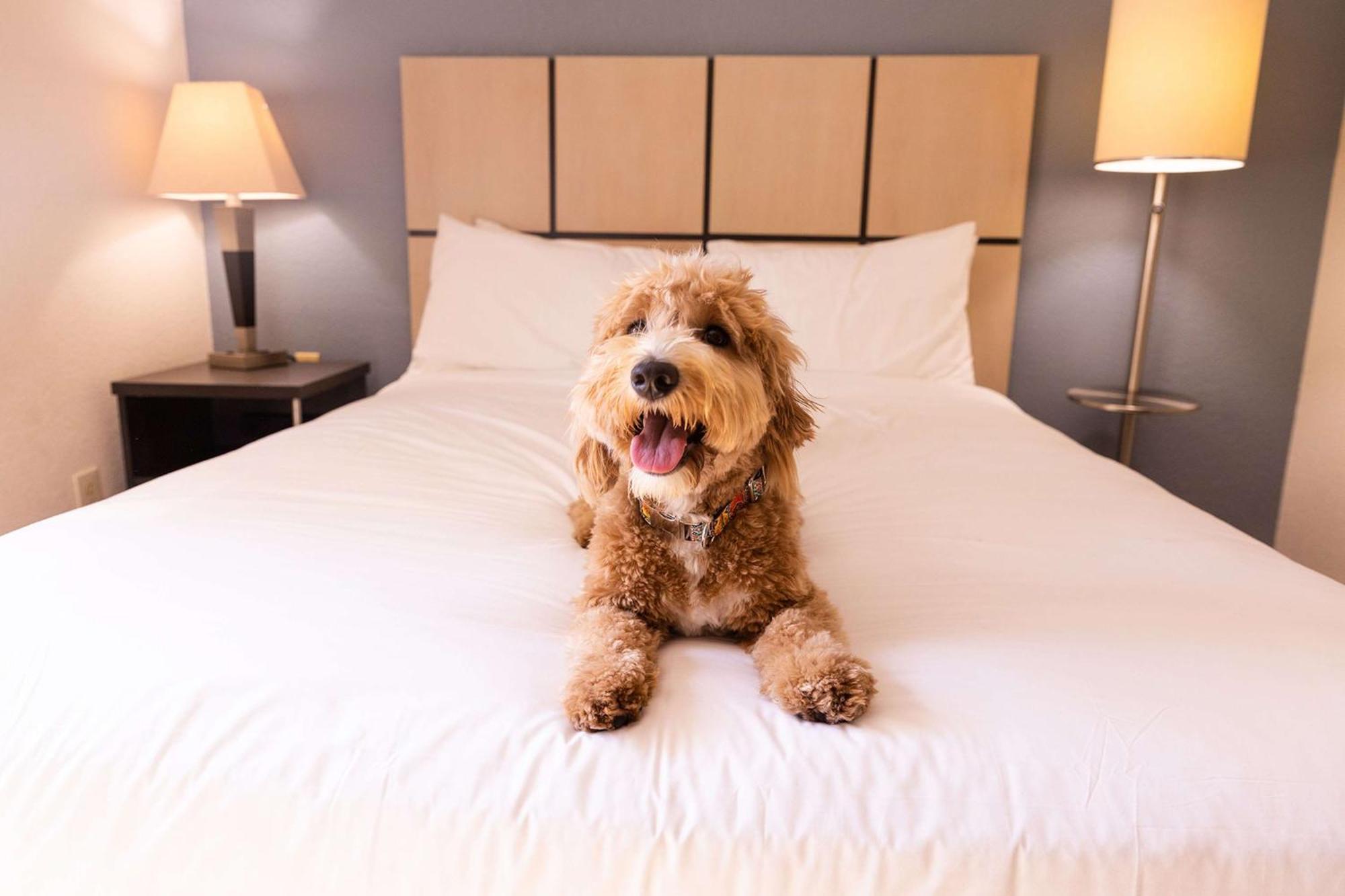 Sonesta Simply Suites Phoenix Glendale Extérieur photo